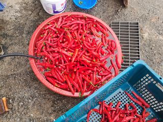 예산 촌딱 농부님의 자유주제 · 자유게시판 작성글 사진