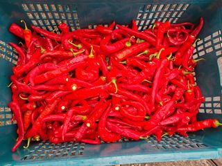 예산 촌딱 농부님의 자유주제 · 자유게시판 작성글 사진