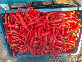 예산 촌딱 농부님의 자유주제 · 자유게시판 작성글 사진