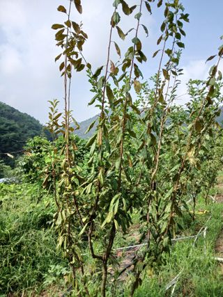 노영성님의 자두 · 병해충상담 작성글 사진