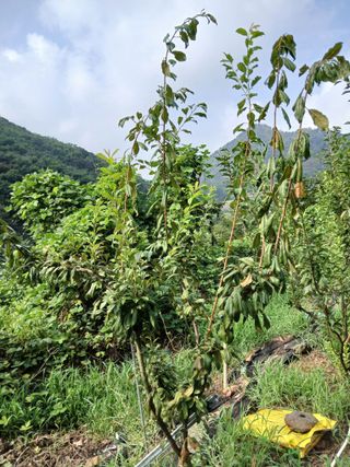 노영성님의 자두 · 병해충상담 작성글 사진