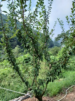 노영성님의 자두 · 병해충상담 작성글 사진