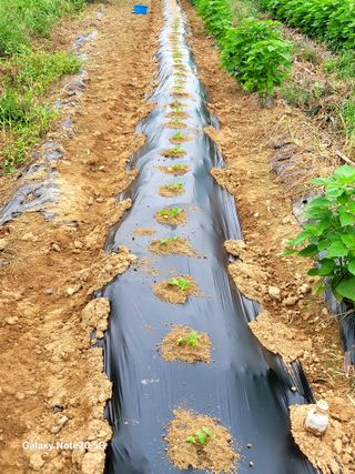건달 농장(최승혁)님의 자유주제 · 자유게시판 작성글 사진