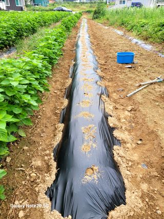 건달 농장(최승혁)님의 자유주제 · 자유게시판 작성글 사진