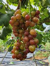 팜모닝 자유주제·자유게시판 게시글 이미지