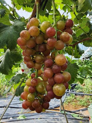 양금님의 자유주제 · 자유게시판 작성글 사진