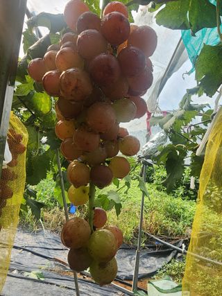 양금님의 자유주제 · 자유게시판 작성글 사진