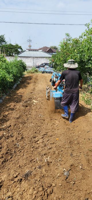 강병택님의 배추 · 영농일지 작성글 사진