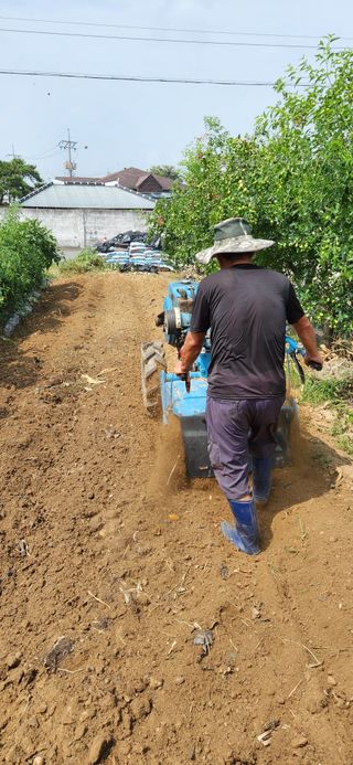 강병택님의 배추 · 영농일지 작성글 사진
