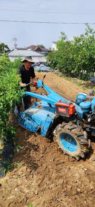 강병택님의 배추 · 영농일지 작성글 사진