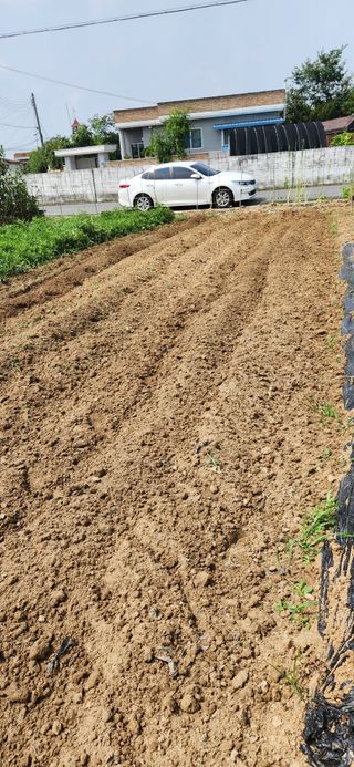 강병택님의 배추 · 영농일지 작성글 사진