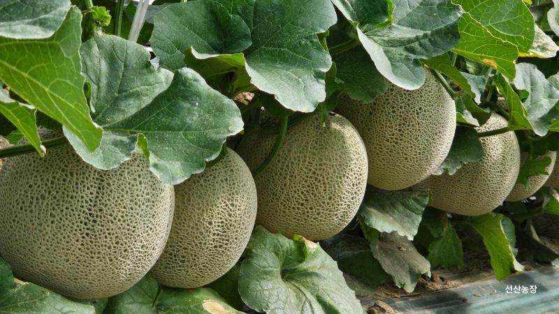 장터 상품 [메론] 썸네일