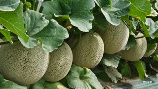 알 수 없음님의 작성글 사진