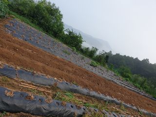 샤이니바다님의 배추 · 영농일지 작성글 사진