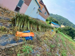 서준식님의 들깨 · 영농일지 작성글 사진