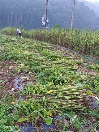 서준식님의 들깨 · 영농일지 작성글 사진