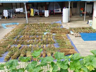 서준식님의 들깨 · 영농일지 작성글 사진