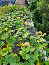 팜모닝 자유주제·자유게시판 게시글 이미지