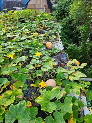 농업인님의 자유주제 · 자유게시판 작성글 사진