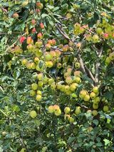 팜모닝 사과·영농일지 게시글 이미지