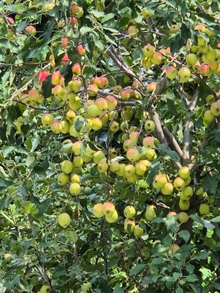 최호용님의 사과 · 영농일지 작성글 사진