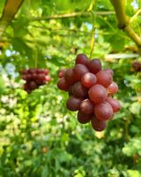 팜모닝 자유주제·자유게시판 게시글 이미지