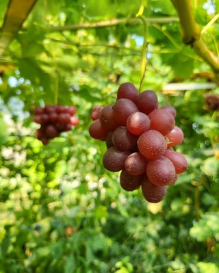 주신님의 자유주제 · 자유게시판 작성글 사진