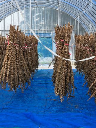 김연숙님의 참깨 · 영농일지 작성글 사진