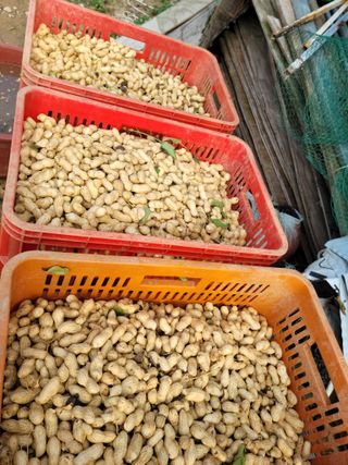 다소농원님의 자유주제 · 자유게시판 작성글 사진