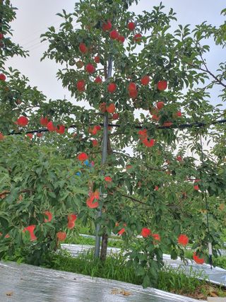 또바기사과(이훈희)님의 사과 · 영농일지 작성글 사진