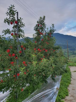 또바기사과(이훈희)님의 사과 · 영농일지 작성글 사진