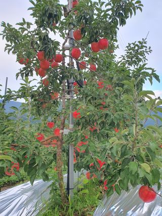 또바기사과(이훈희)님의 사과 · 영농일지 작성글 사진