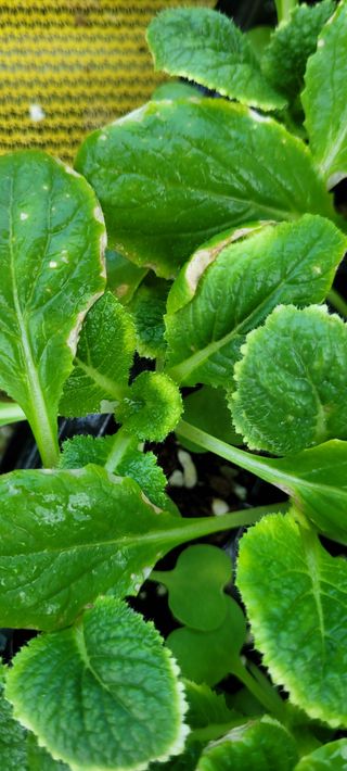 경주 영이님의 배추 · 병해충상담 작성글 사진