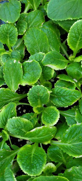 경주 영이님의 배추 · 병해충상담 작성글 사진