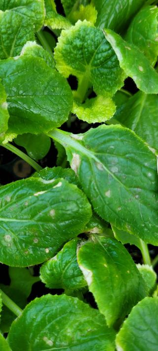 경주 영이님의 배추 · 병해충상담 작성글 사진