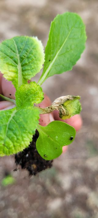 경주 영이님의 배추 · 병해충상담 작성글 사진