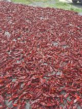 팜모닝 고추·영농일지 게시글 이미지