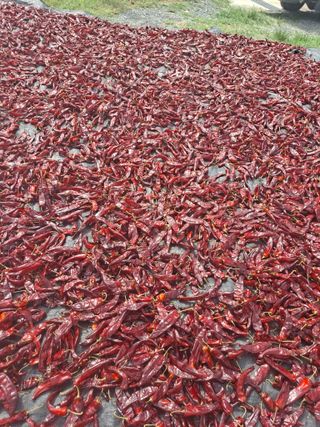 김종환님의 고추 · 영농일지 작성글 사진