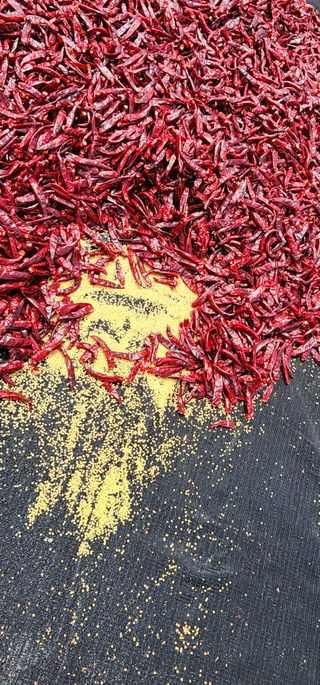 고추농사 정 미라님의 자유주제 · 자유게시판 작성글 사진