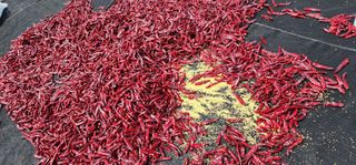 고추농사 정 미라님의 자유주제 · 자유게시판 작성글 사진