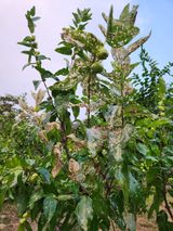 팜모닝 기타작물·병해충상담 게시글 이미지