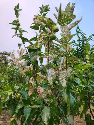 대추39400님의 기타작물 · 병해충상담 작성글 사진