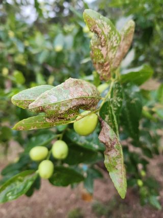 대추39400님의 기타작물 · 병해충상담 작성글 사진