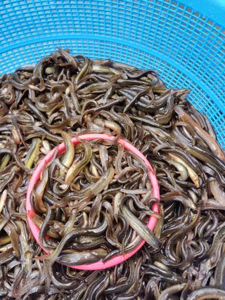 이름장인순님의 자유주제 · 자유게시판 작성글 사진