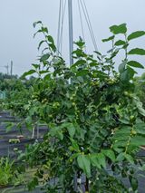 팜모닝 자유주제·자유게시판 게시글 이미지