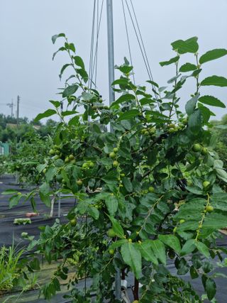 초월농원님의 자유주제 · 자유게시판 작성글 사진