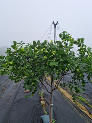 초월농원님의 자유주제 · 자유게시판 작성글 사진