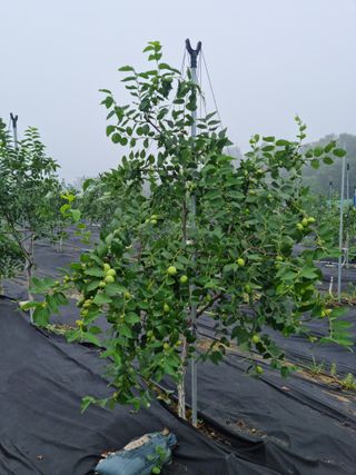 초월농원님의 자유주제 · 자유게시판 작성글 사진