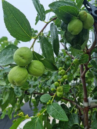 초월농원님의 자유주제 · 자유게시판 작성글 사진