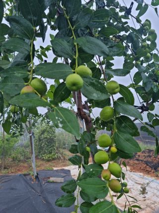 초월농원님의 자유주제 · 자유게시판 작성글 사진